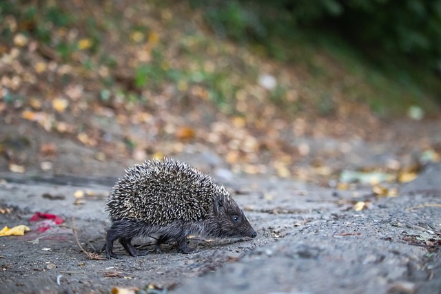 能够在各种 能够在各种